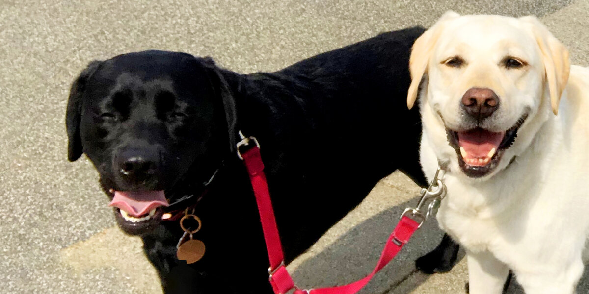 Dog Races To Tell Her Deaf Sister When It's Time For A Walk - Videos ...