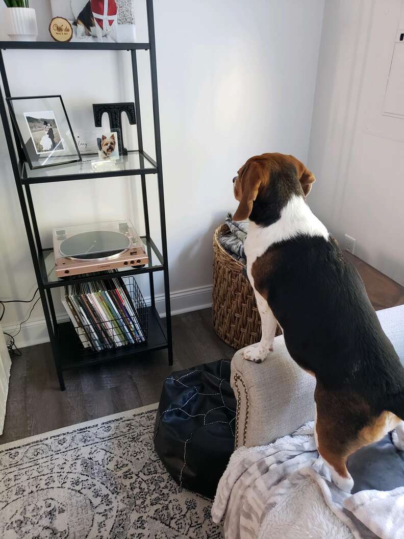 Dog has sweet reaction to seeing her friend's photo