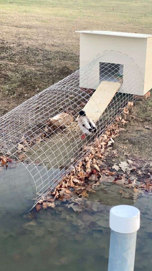duck house