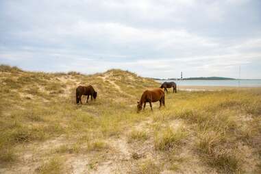 Shackleford Banks