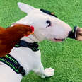 Rescued Tiny Gosling Thinks This Bull Terrier Is Her Mom