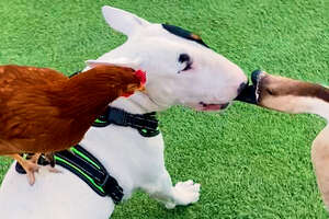 Rescued Tiny Gosling Thinks This Bull Terrier Is Her Mom