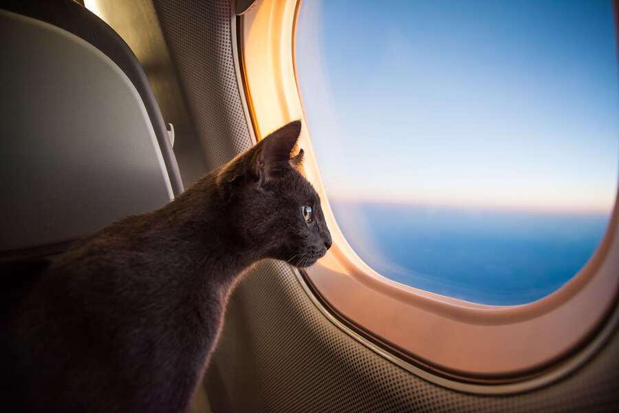 Pet Parents in Hong Kong Are Renting Private Jets for Their Pets