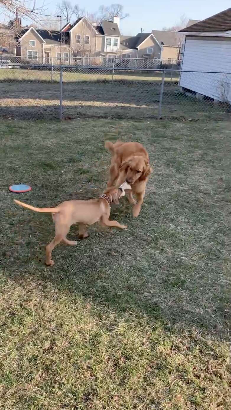 dog and puppy best friends