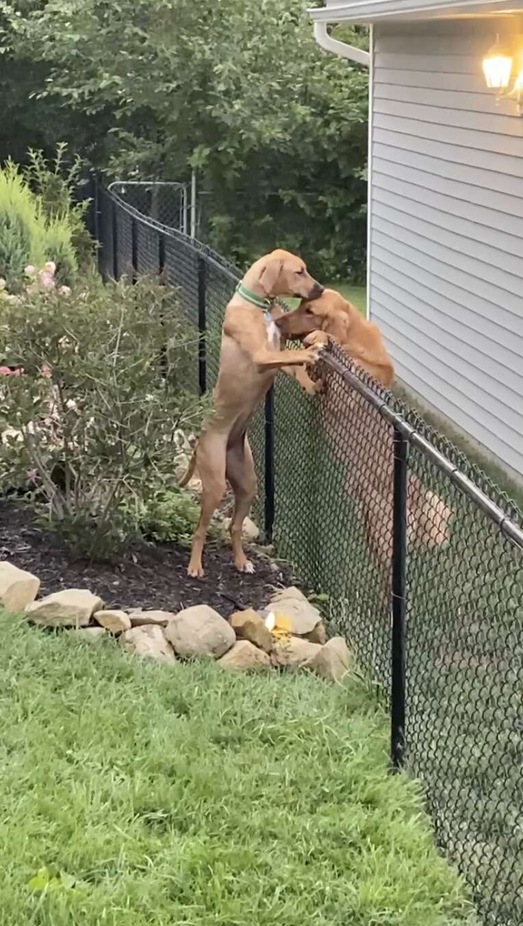 dog best friends