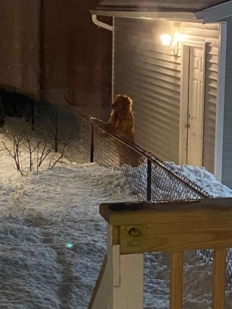 dog in snow