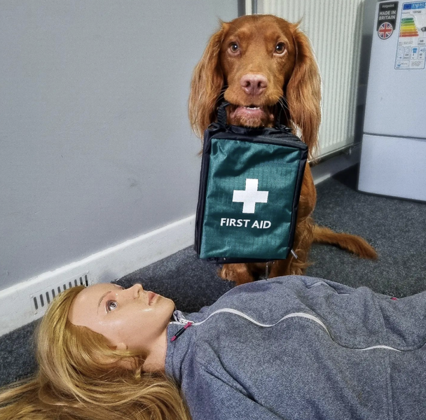 Cocker Spaniel Taught How to Perform CPR & Check Breathing - Thrillist