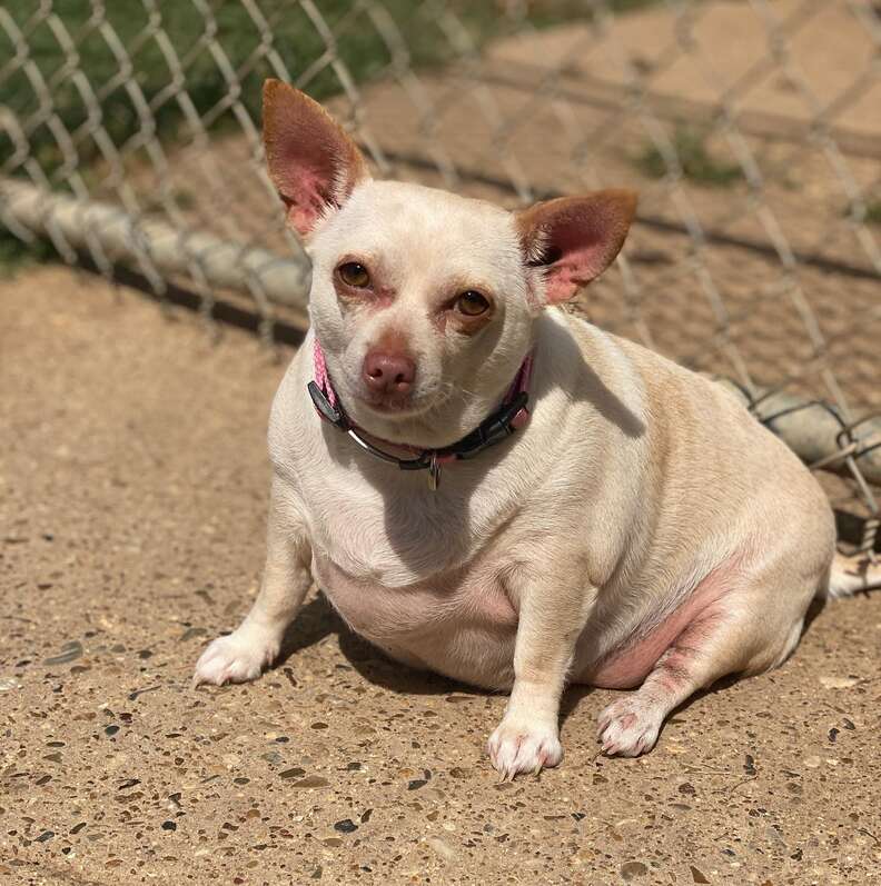 chonky chihuahua has remarkable weight loss journey