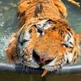 Rescue Tiger Is Such A Kid In His Brand-New Pool