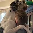200-Pound Dogs Have Their Very Own Living Room