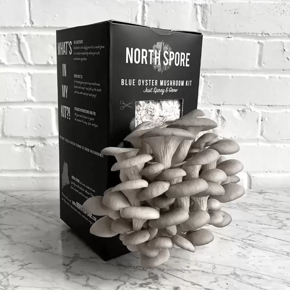 Blue Oyster Mushroom Spray &amp; Grow Kit