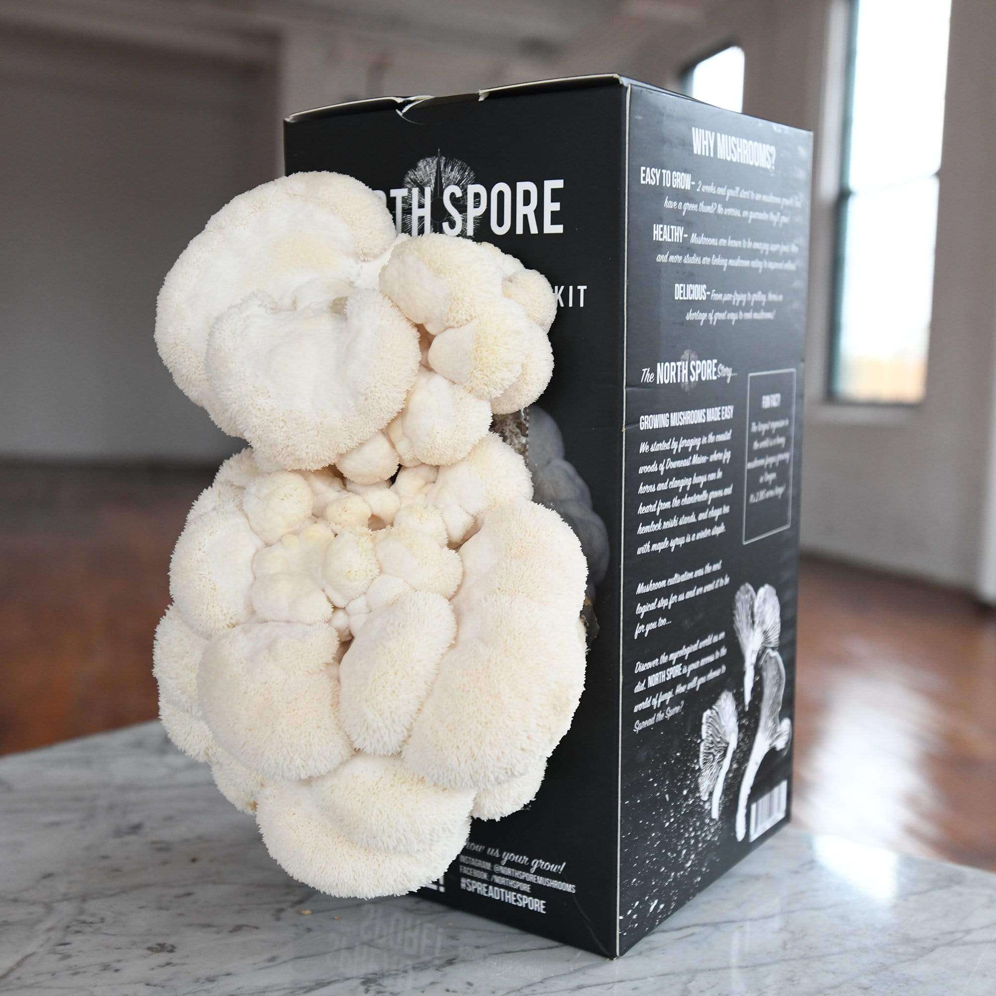 Lion&rsquo;s Mane Mushroom Spray &amp; Grow Kit