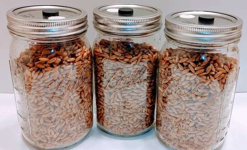 Sterilized Whole Oats Jar With Metal Lids