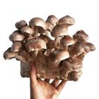 Shiitake Mushroom Ready-to-Grow Fruiting Block Kit