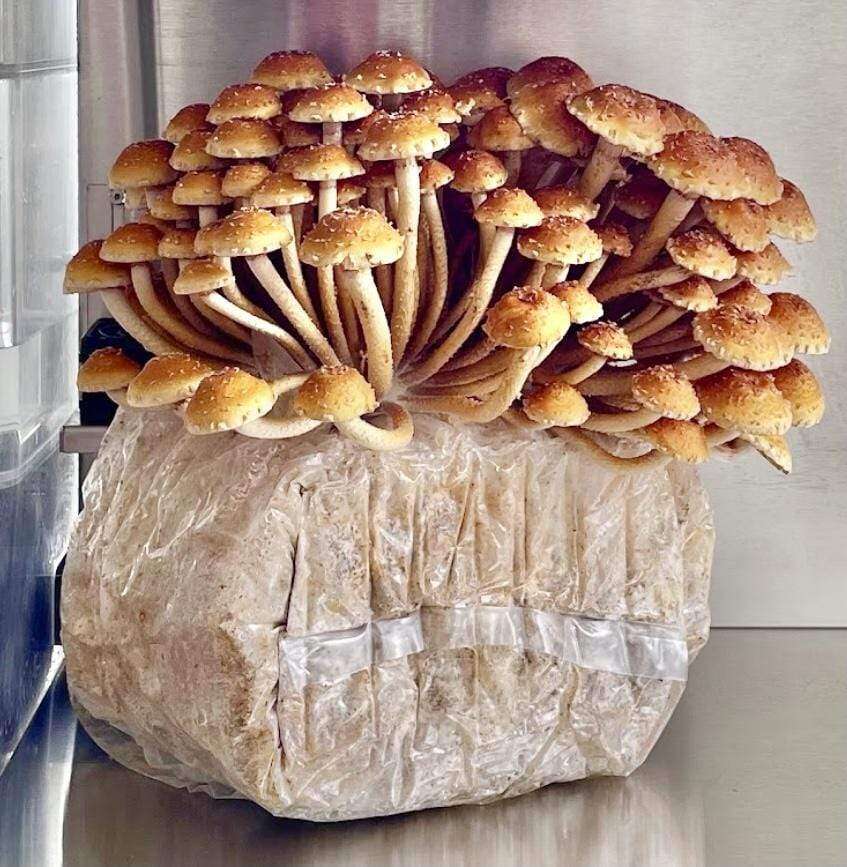 Chestnut Mushroom Ready-to-Grow Fruiting Block Kit