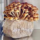 Chestnut Mushroom Ready-to-Grow Fruiting Block Kit