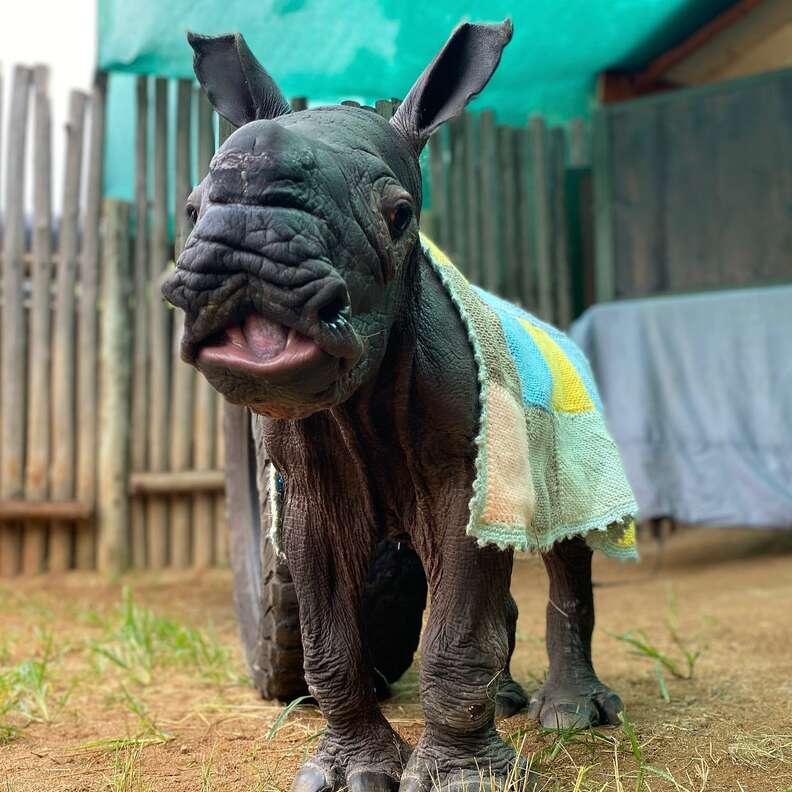 BaƄy Zebra Coмforts Orphaned Rhino Calf And Helps Her Heal - The Dodo