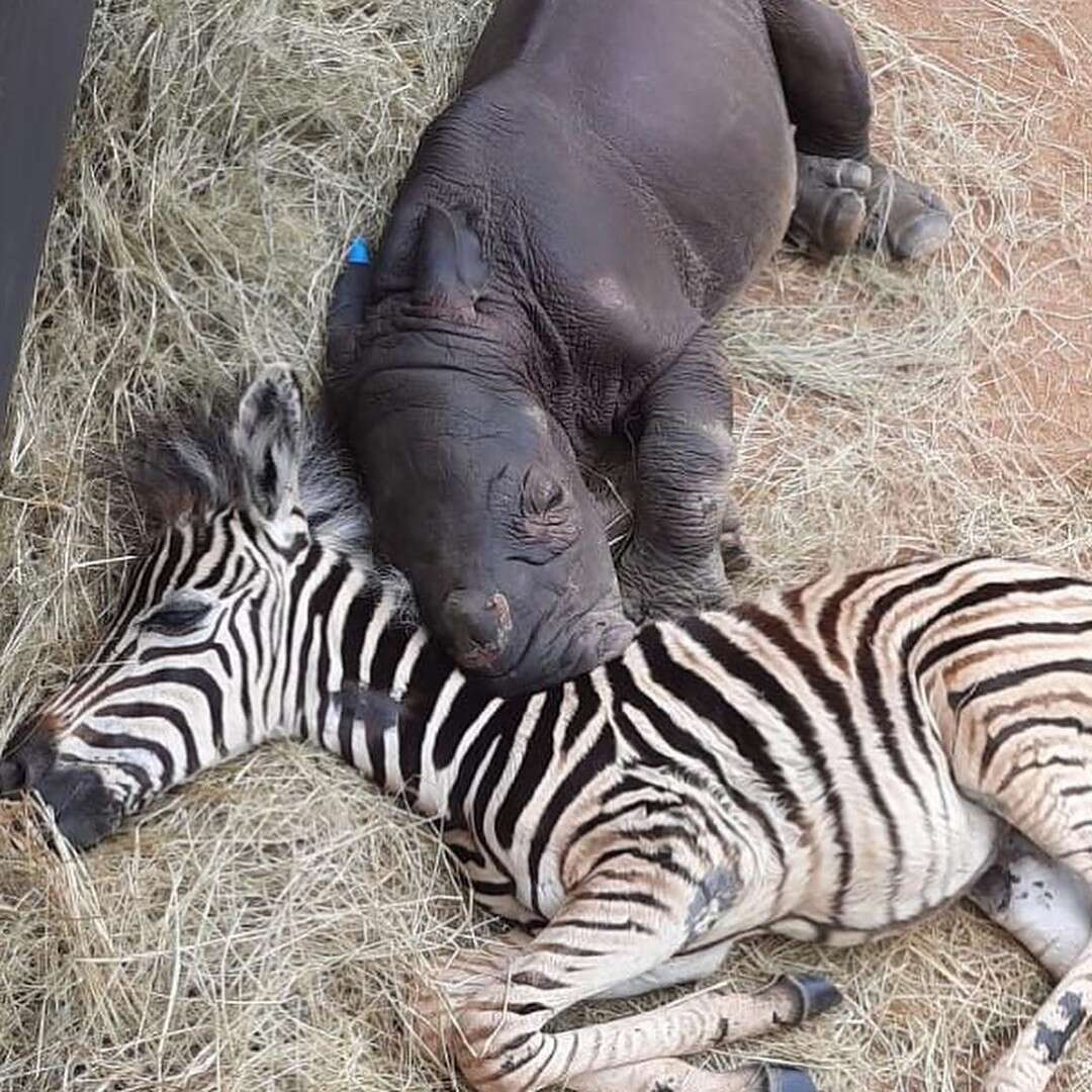 Zebra snuggles orphaned rhino