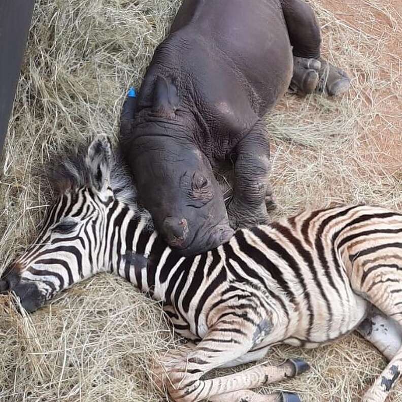 Orphaned Baby Zebra With Broken Leg Is Rescued Just In Time - The Dodo