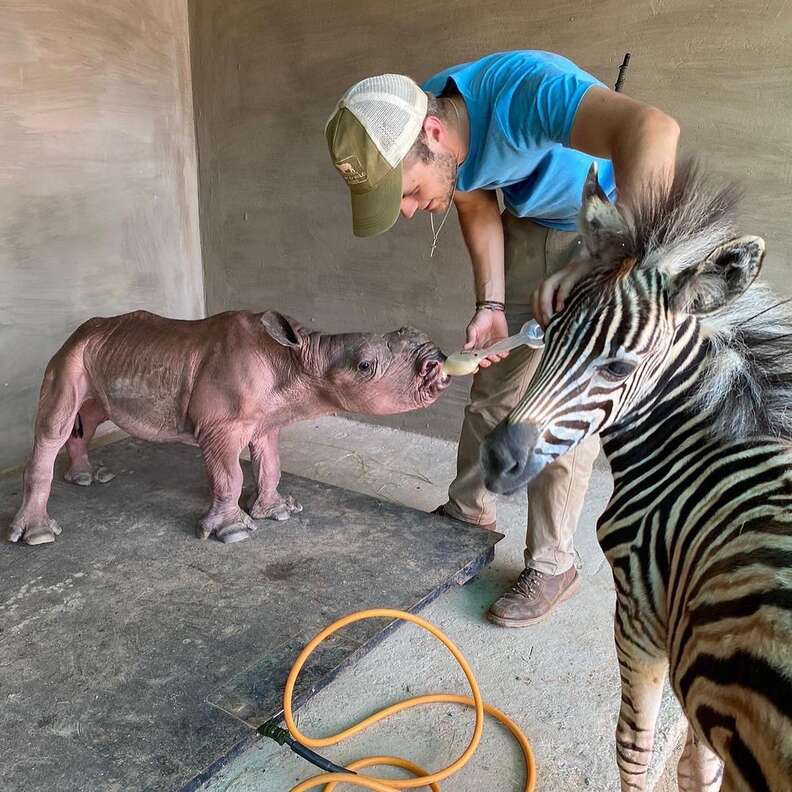 Baby Zebra Comforts Orphaned Rhino Calf And Helps Her Heal - The Dodo