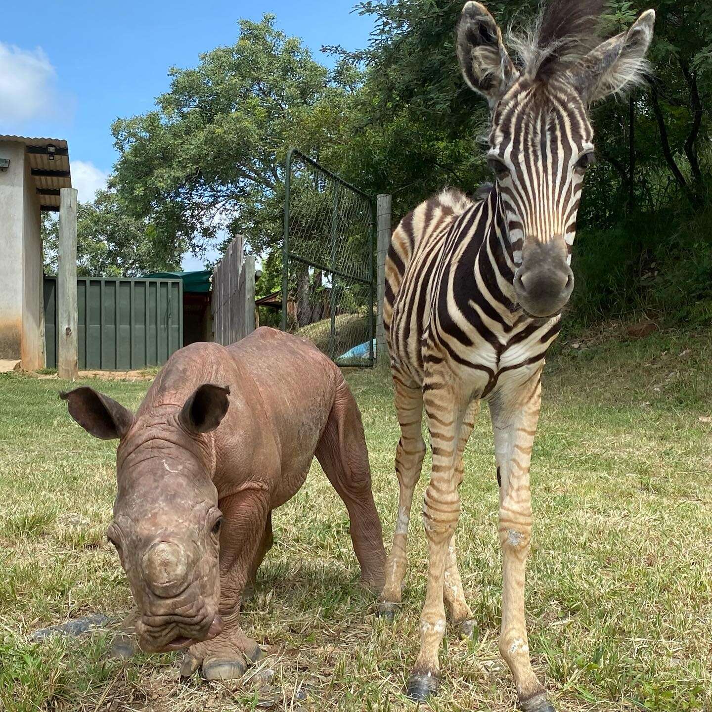 Baby rhino and zebra are best friends