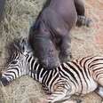 Baby Zebra Comforts Orphaned Rhino Calf And Helps Her Heal