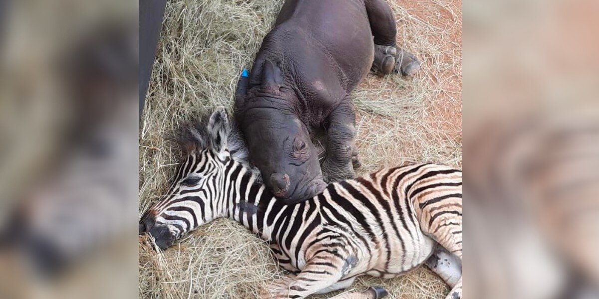 Baby Zebra Comforts Orphaned Rhino Calf And Helps Her Heal - The Dodo