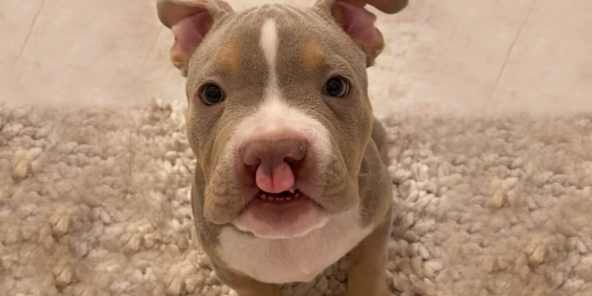 Pittie Absolutely Lives For His Mom - Videos - The Dodo