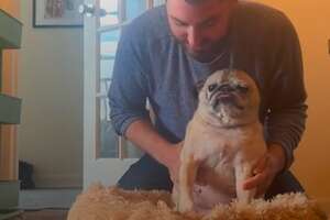 Guy Bases His Day On His Senior Pug's Mood