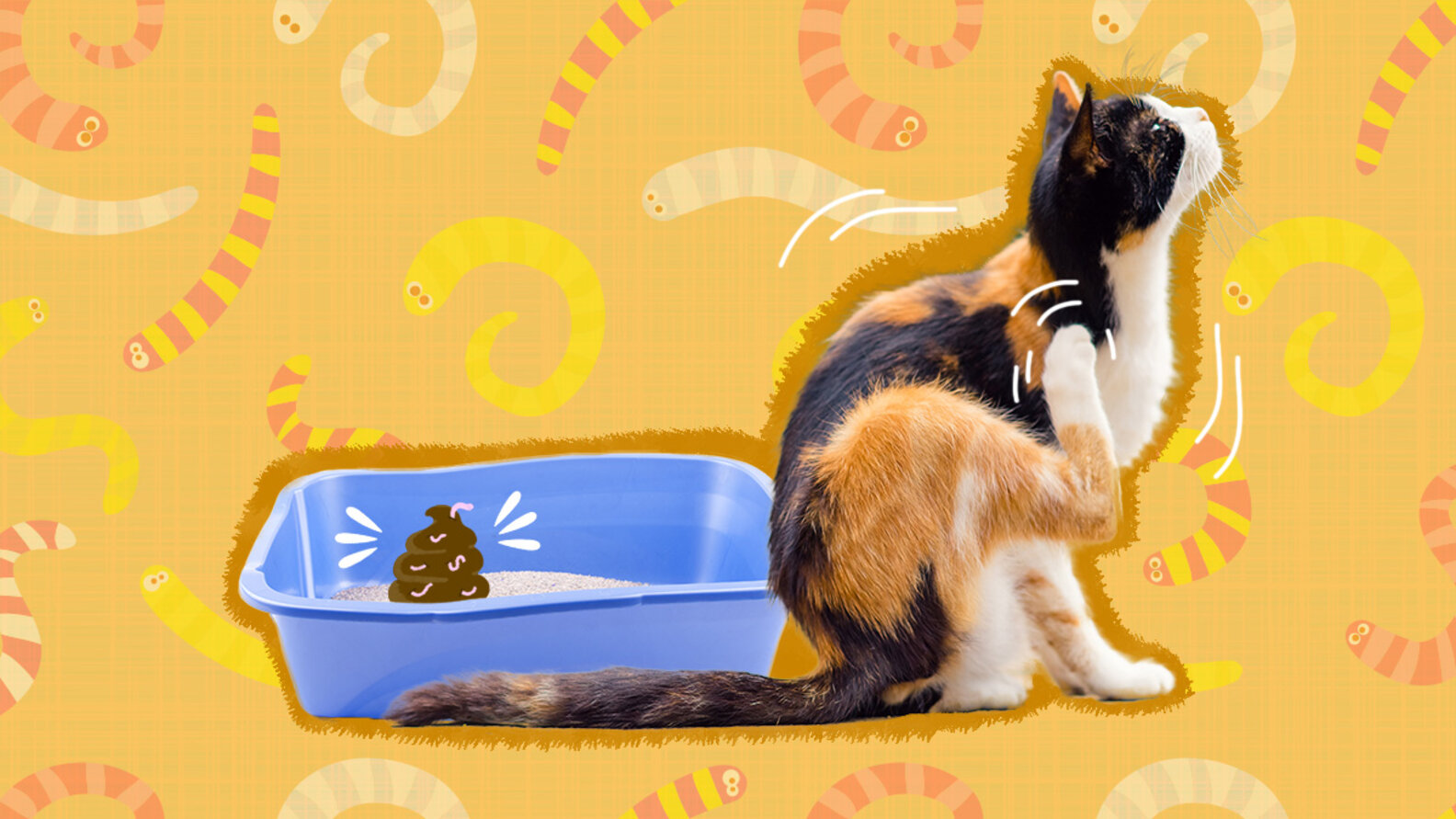 Cat Parasite Symptoms Intestinal And External Parasites DodoWell