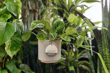 Plant Salon