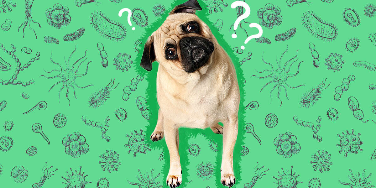 Parasites In Dogs Types, Causes, Symptoms And Treatment DodoWell