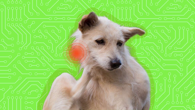 are the new microchips in dogs now safe