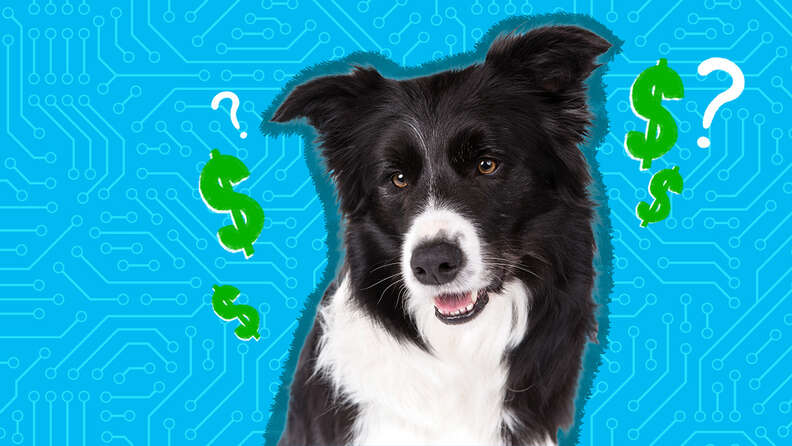 how much does it cost to put a tracker in a dog