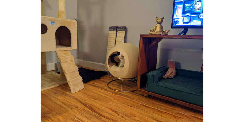 Tuft + Paw Stellar Cat Bed: Is It Actually Worth It? - Paw of Approval -  The Dodo