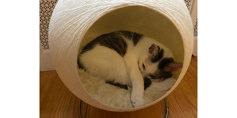 Tuft + Paw Stellar Cat Bed: Is It Actually Worth It? - Paw of Approval -  The Dodo