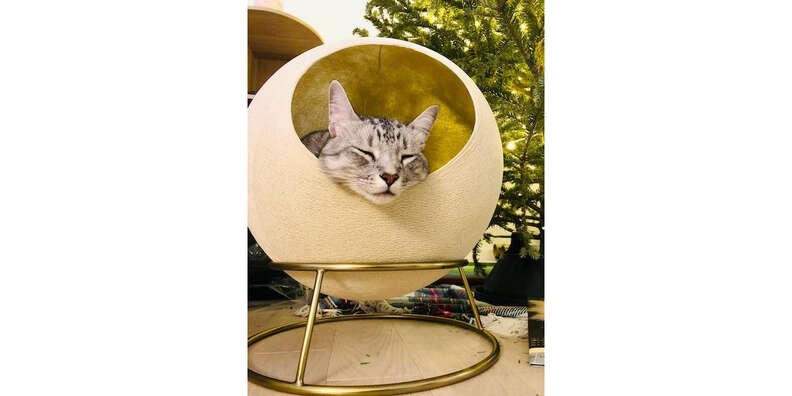 tuft + paw stellar cat bed