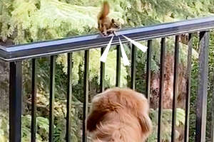 Golden Retriever Runs Outside When Squirrel BFF Calls His 'Name'