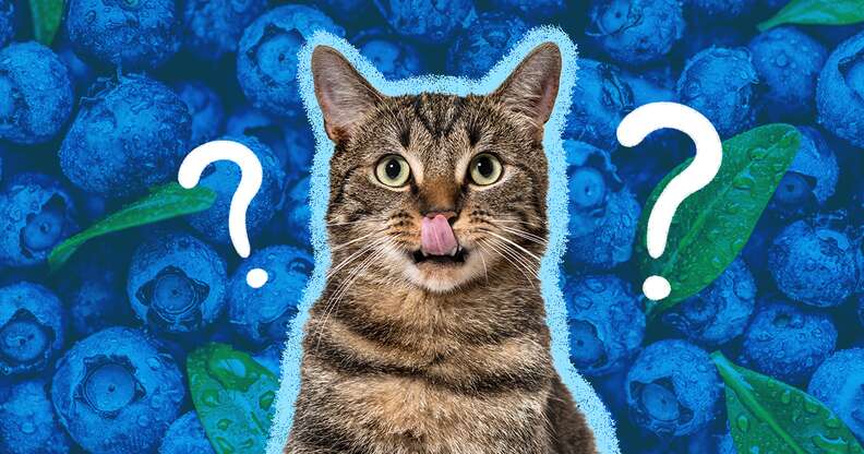 Cat top eat blueberry
