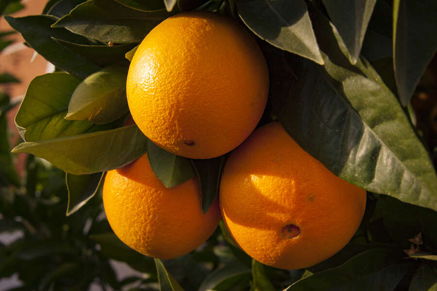 Florida Orange Crops Are Historically Small This Year - Thrillist