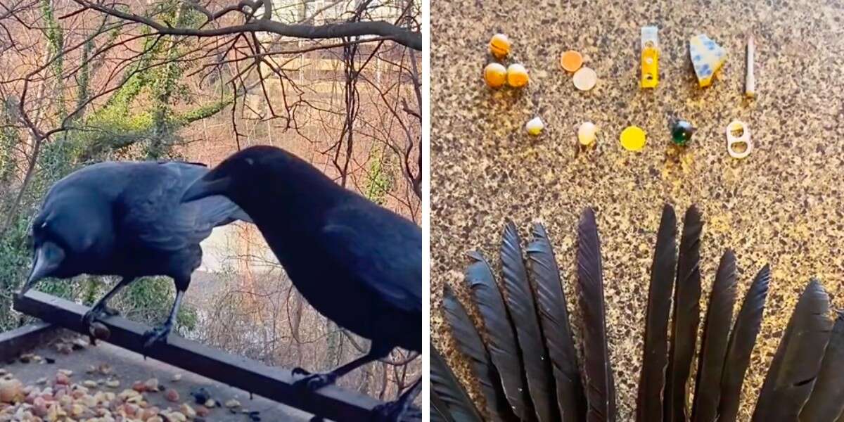 Crow Family Leaves Special Gifts For Woman Who Was Kind To Them - The Dodo