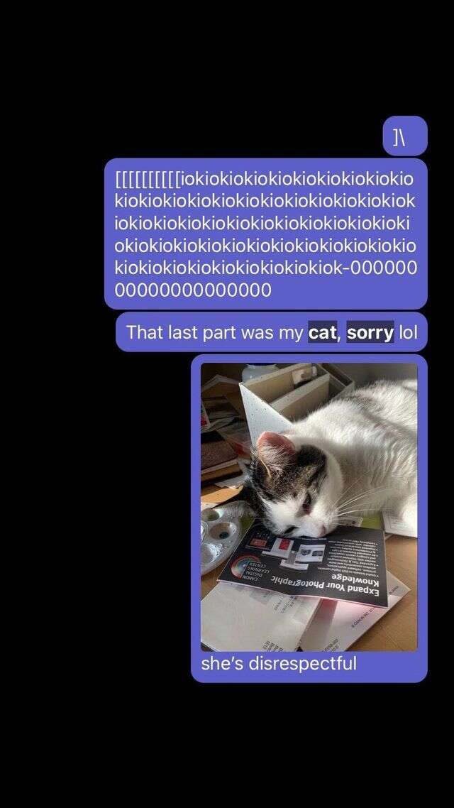 cat sends messages