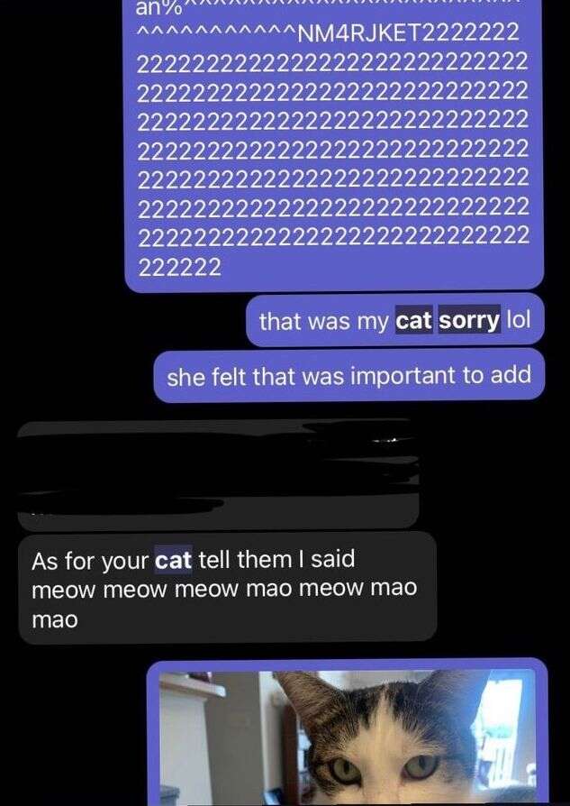 cat sends messages