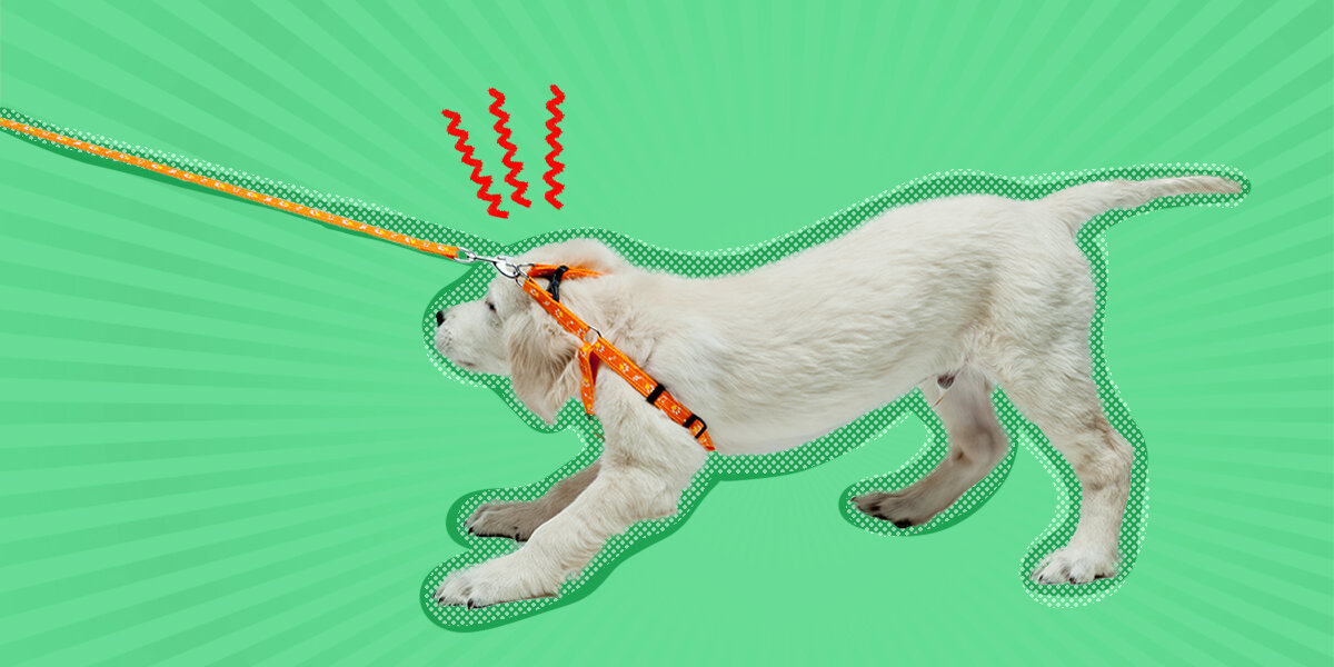 How to teach my dog to outlet stop pulling on the leash