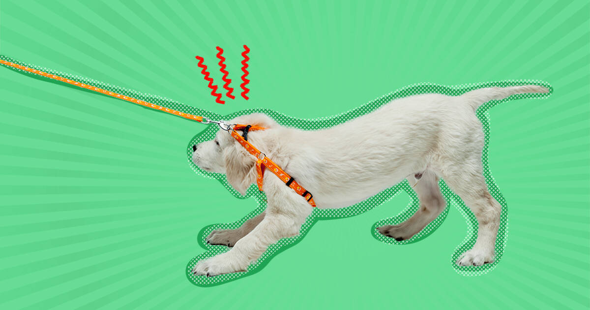 How to keep my dog from pulling on leash best sale