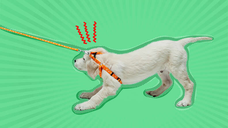 How to get your puppy to stop pulling on the top leash