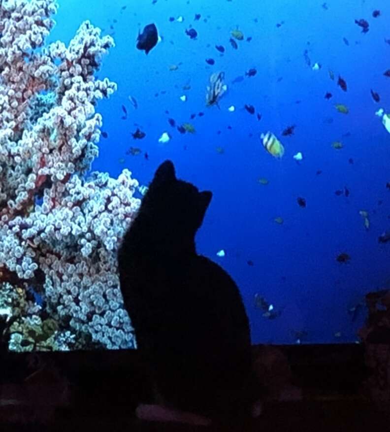 cat watching aquarium 