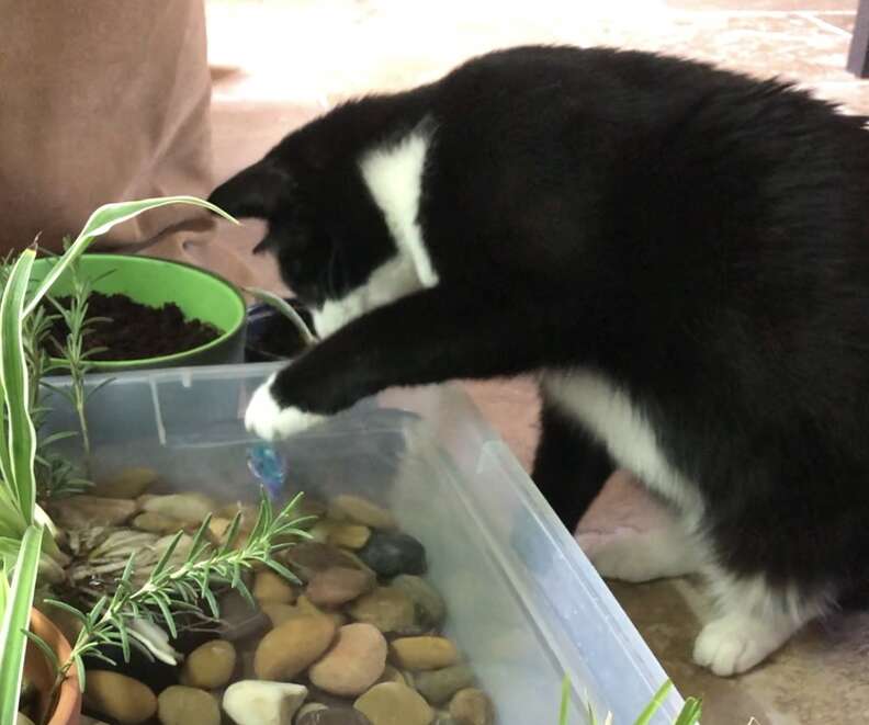 can cats drink water with dog rocks in