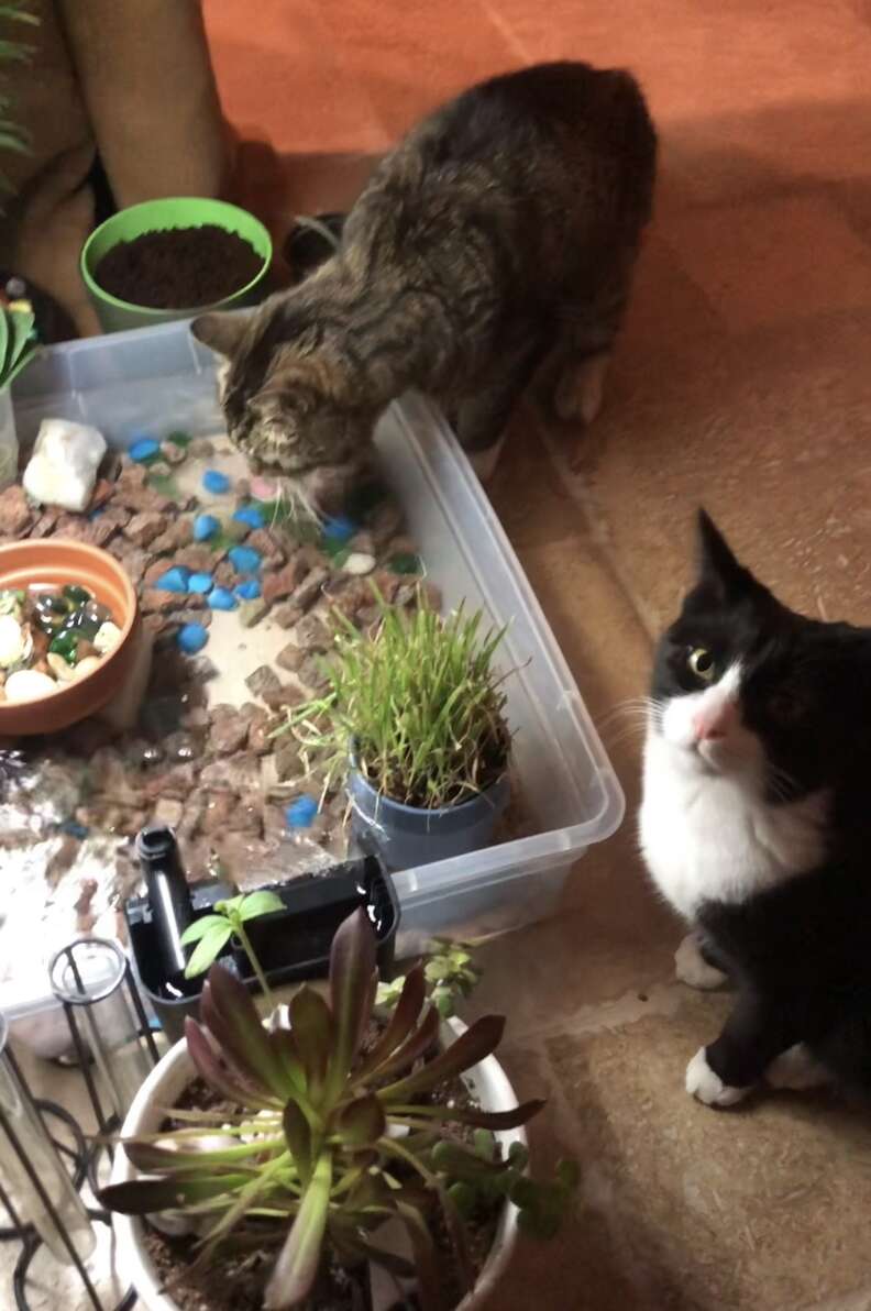 can cats drink water with dog rocks in