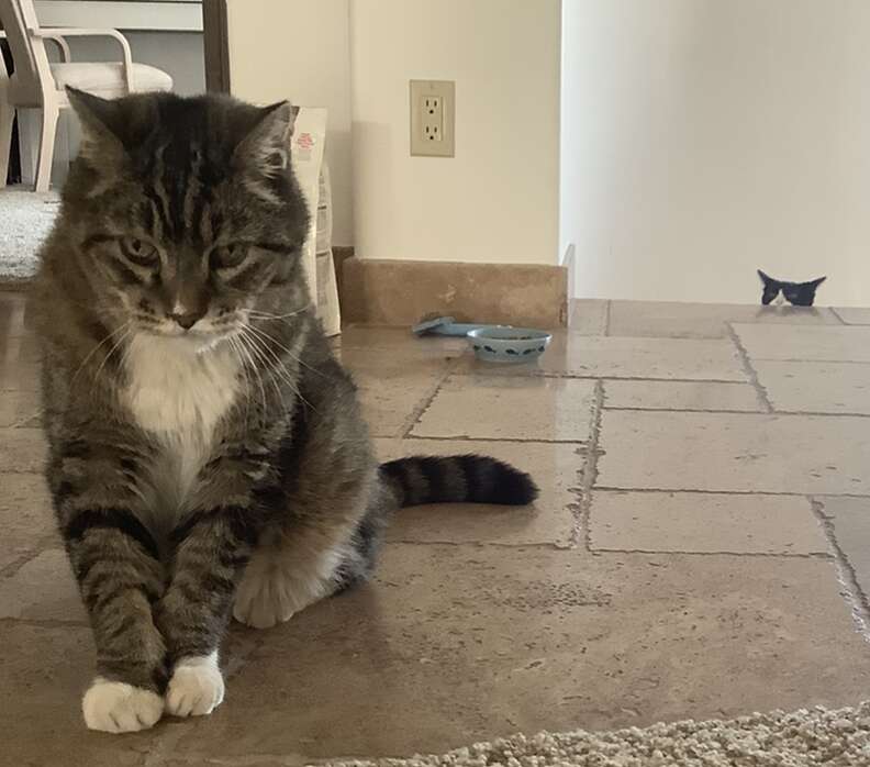 can cats drink water with dog rocks in